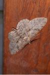 Peribatodes rhomboidaria rhomboidaria