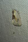 Cilix glaucata