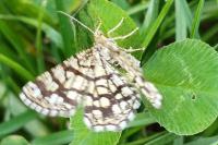 Chiasmia clathrata