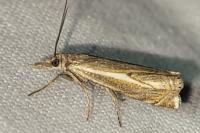 Crambus lathoniellus