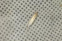 Coleophora
