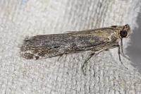 Selagia spadicella