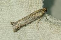 Selagia spadicella