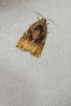 Archips podana