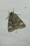 Acronicta megacephala