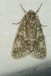 Acronicta megacephala
