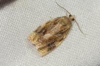 Archips xylosteana