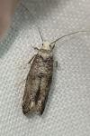 Paraswammerdamia