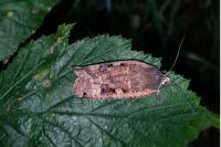 Noctua pronuba