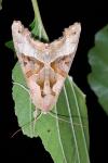 Phlogophora meticulosa