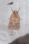 Diarsia rubi