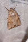 Apamea sublustris