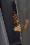 Hedya ochroleucana
