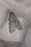 Polia nebulosa