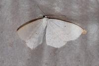 Scopula immutata