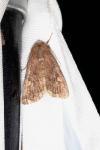 Lacanobia oleracea