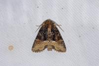 Oligia strigilis/versicolor/latruncula