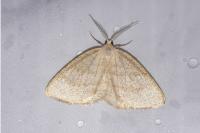 Cabera exanthemata
