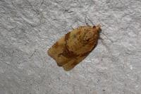 Epagoge grotiana
