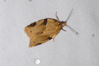 Clepsis spectrana