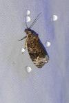 Apotomis capreana