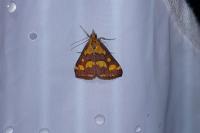 Pyrausta purpuralis
