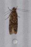Gelechia muscosella