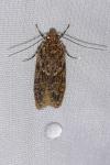 Gelechia muscosella
