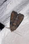 Oligia strigilis/versicolor/latruncula