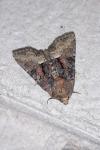 Oligia strigilis/versicolor/latruncula