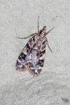 Eudonia delunella