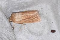 Mythimna impura