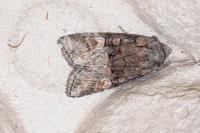 Brachylomia viminalis