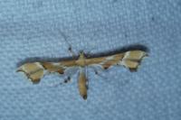 Cnaemidophorus rhododactylus