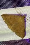 Zanclognatha lunalis