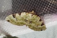 Colostygia pectinataria