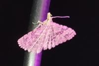Alucita hexadactyla