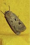 Agrotis exclamationis exclamationis
