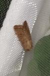 Hoplodrina ambigua