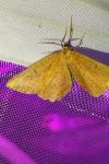 Angerona prunaria