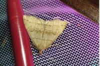 Herminia tarsicrinalis