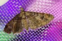 Gymnoscelis rufifasciata