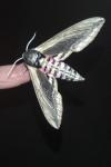 Sphinx ligustri