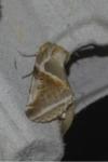 Habrosyne pyritoides