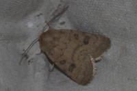 Hoplodrina octogenaria