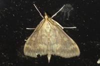 Ostrinia nubilalis