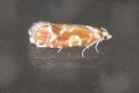 Rhyacionia pinicolana