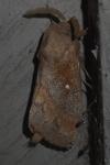 Dendrolimus pini pini