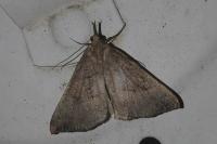 Hypena proboscidalis