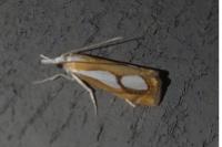 Catoptria pinella